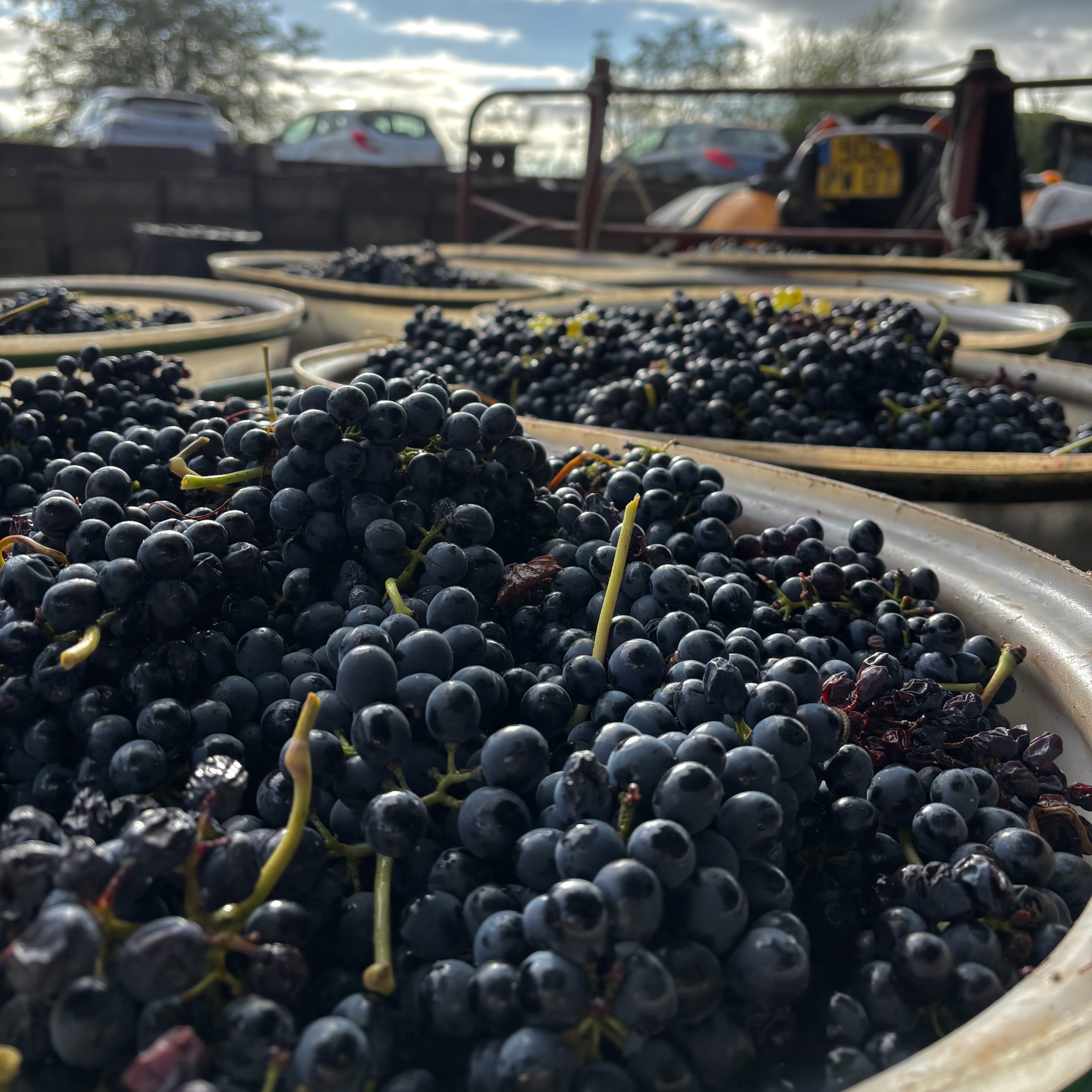 Vue du vignoble de notre domaine produisant du vin Saint-Joseph